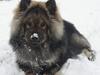 Eurasier Basco