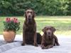 Labrador retriever Farine