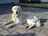 Golden retriever Buller 