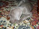Weimaraner Frk. Smilla 2005 - død