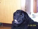 Newfoundlænder Fie R.I.P
