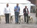 Bullmastiff Håkon, Downland`s Hot An`