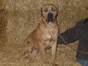 Cane corso Hunter Ro-Ka-Te (joy)