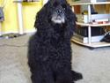 Amerikansk cocker spaniel Charlie (død)