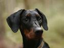 Dobermann Ezra-Ezmeraldav. Alpha N.