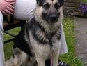 Schæferhund Rex (Død)