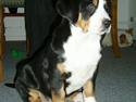 Grosser schweizer sennenhund Bella