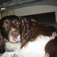 Kleiner münsterländer Nikki (Død)