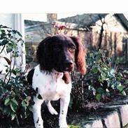 Kleiner münsterländer Nikki (Død)