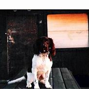 Kleiner münsterländer Nikki (Død)