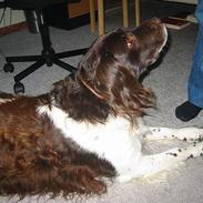 Kleiner münsterländer Nikki (Død)