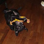 Labrador retriever (shotty kælenavn)(Død):'(