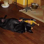 Labrador retriever (shotty kælenavn)(Død):'(