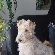 Ruhåret foxterrier Pjevs