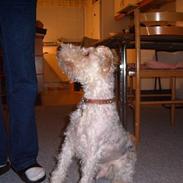 Ruhåret foxterrier Pjevs