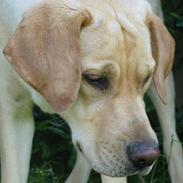 Labrador retriever Kikki