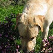 Labrador retriever Kikki