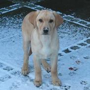 Labrador retriever Kikki