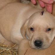 Labrador retriever Kikki