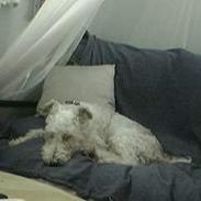 Ruhåret foxterrier Pjevs