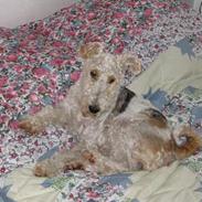 Ruhåret foxterrier Pjevs