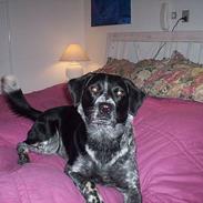 Blanding af racer Zita