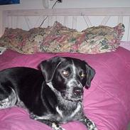 Blanding af racer Zita