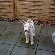 Ruhåret foxterrier Pjevs