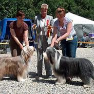 Bearded collie Jason