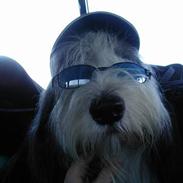 Bearded collie Jason