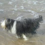 Bearded collie Jason