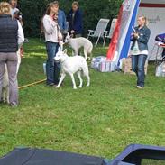 Hvid Schweizisk Hyrdehund Ursus