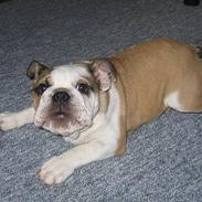 Engelsk bulldog Orzon