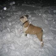 Engelsk bulldog Orzon