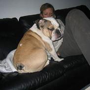 Engelsk bulldog Orzon