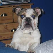 Engelsk bulldog Orzon