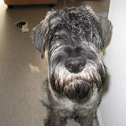 Mellemschnauzer Balder