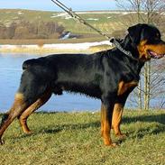 Rottweiler Budda