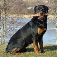 Rottweiler Budda