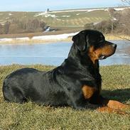 Rottweiler Budda