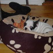 Fransk bulldog Mowgli