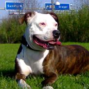 Amerikansk staffordshire terrier nanna