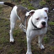 Amerikansk bulldog Deca