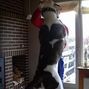 Amerikansk bulldog Deca