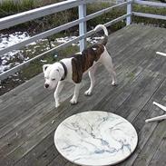 Amerikansk bulldog Deca