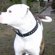 Amerikansk bulldog Deca