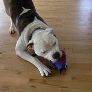 Amerikansk bulldog Deca