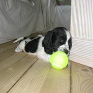 Cocker spaniel Mille