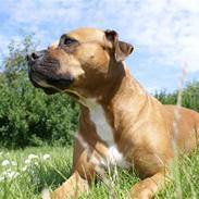 Amerikansk staffordshire terrier perle