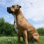 Amerikansk staffordshire terrier perle